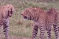 Khi không còn lựa chọn, màn đối đầu giữa báo hoa mai sẽ là một cuộc chiến "long trời lở đất"