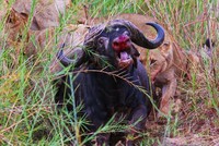 Tiếng kêu cứu thảm thiết vô tình hại chết trâu rừng