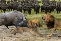 "Cỗ xe tăng" trâu rừng một mình húc bay cả đàn sư tử cứu đồng đội