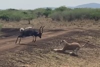 Thất bại ê chề của sư tử khi gặp phải chú linh dương quá "cứng"