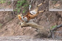 Báo hoa mai phi người hạ gục con mồi ở độ cao gần 2 m cực kỳ đẳng cấp