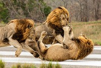 Màn thị uy, bảo vệ lãnh thổ cực "chất" của những chiến binh sư tử đực