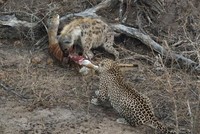 Linh cẩu chưng hửng trước pha xử lý quá khôn khéo của chú bé báo hoa mai 