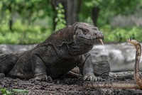Cuộc chiến của hai loài bò sát nguy hiểm nhất thế giới: Rồng Komodo và rắn hổ mang