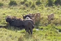 Trâu rừng thất thần đứng nhìn đồng đội bị đàn sư tử cấu xé