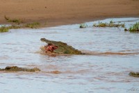 Sự vô ý thức của con người và nỗi mất mát "mẹ thiên nhiên" phải gánh chịu