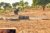 Voi mẹ bất lực trước chiến thuật "cắn, rỉa" khó chịu của đàn sư tử