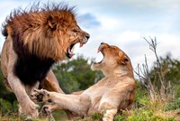 Đúng ngày tâm trạng u uất, vua sư tử "xả hận" vào sư tử cái