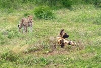 Tham vọng săn chó hoang của báo hoa mai và cái kết không như mơ