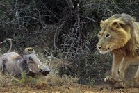 Lén lút rình tấn công, sư tử gặp phải "vận động viên điền kinh" lợn rừng