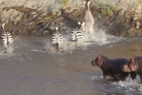 Muôn vàn kiếp nạn qua sông của ngựa vằn: Hết bị hà mã đuổi, đến bị cá sấu rình rập