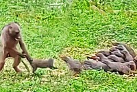 Màn chống trả quyết liệt của cầy mangut trước sự tấn công "như vũ bão" của khỉ đầu chó