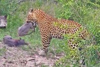 "Nhanh, gọn, lẹ" thợ săn báo hoa mai tóm gọn gần cả đàn lợn rừng