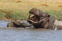 Hà mã to lớn cũng phải "chào thua" trước độ liều lĩnh của chú voi con