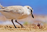 Cuộc chiến không cân sức giữa "chàng" cua tý hon và chú chim khổng lồ