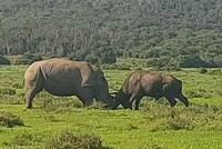 Trận chiến "long trời lở đất" giữa tê giác và trâu rừng châu Phi