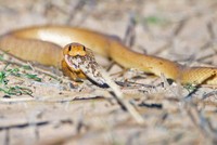 Rắn hổ mang nuốt chửng đồng loại