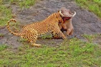 Bị tấn công trúng chỗ hiểm, lợn bướu vẫn đủ sức quật ngã báo hoa mai