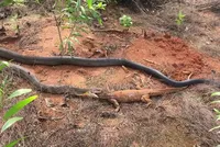 Rắn hổ mang chúa: "Hung thần" của loài bò sát