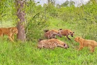 Chiến lược "rung cây dọa sư tử" của bầy linh cẩu ranh mãnh