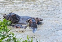 Hà mã con kiên cường, chiến đấu đến "hơi thở cuối cùng" trước sự tấn công của đồng loại