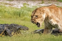 Bữa tiệc của đàn sư tử và sự xuất hiện bất ngờ từ cá sấu sông Nile khổng lồ
