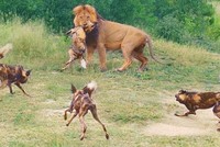 Cái giá phải trả quá đắt vì mất cảnh giác của đàn chó hoang châu Phi