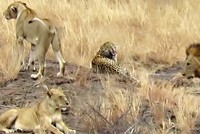 Lạc giữa bầy sư tử, báo hoa mai sợ đến nỗi thực hiện những hành động "ngốc nghếch"