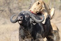 Chuyến đi săn hơn một giờ đồng hồ của Vua sư tử