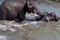 Loài động vật duy nhất có thể "bắt nạt" hà mã châu Phi