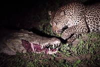 Vì miếng ăn, báo hoa mai liều lĩnh, bất chấp hiểm nguy