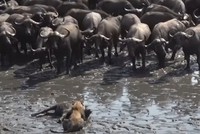 Chuyến đi săn "trắc trở" của đàn sư tử 30 thành viên