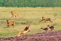 Nỗ lực nhảy qua đầu 7 con sư tử của linh dương impala