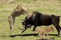 Cứu con, linh dương đầu bò mẹ bất chấp tấn công cả 3 con báo hoa mai 