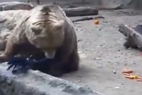 Khán giả tròn mắt kinh ngạc trước hành động không ngờ của chú gấu xám 