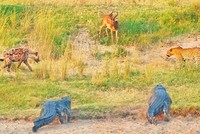 Cuộc chiến thể hiện thực lực giữa báo hoa mai, linh cẩu và cá sấu châu Phi