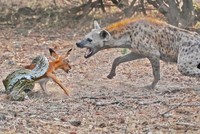 Sự khó chịu của linh cẩu trong cuộc chiến giành con mồi