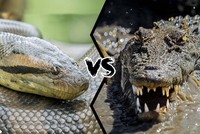 Cuộc chiến sinh tồn khốc liệt giữa "ông vua đầm lầy" và loài rắn nguy hiểm nhất châu Phi