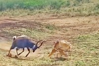 Linh dương dũng cảm đối đầu với cả cá sấu và sư tử 