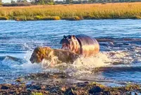 Vua sư tử bỗng hóa thành những chú mèo con nhút nhát khi đụng độ hà mã