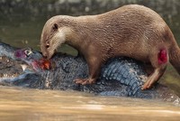 Chú rái cá dũng cảm liên tục tấn công con cá sấu khổng lồ