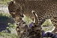 Màn săn mồi khó tin của báo hoa mai