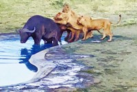 Nỗ lực thoát thân bất thành của trâu rừng trước bầy sư tử