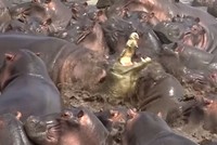 Hà mã "làm gỏi" cá sấu