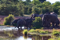 Bất thường hành vi cá sấu liên tục tấn công đàn voi rừng châu Phi