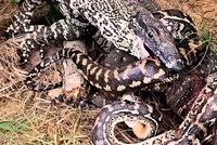 Trăn gấm lao vào cuộc chiến sinh tử với kỳ đà hoa và cái kết khiến ai cũng phải cảm thấy khó hiểu