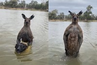Võ sĩ chuột túi "dạy dỗ" đàn chó nhà bài học về cuộc đời