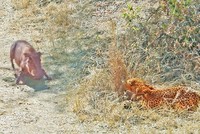 Màn giăng bẫy săn mồi hoàn hảo của báo hoa mai