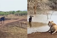 Con vật hiếm hoi có thể sống sót sau màn tập kích của cả sư tử và cá sấu châu Phi