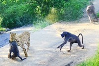 Kế hoạch hoàn hảo của báo hoa mai và màn chống trả quyết liệt của khỉ đầu chó